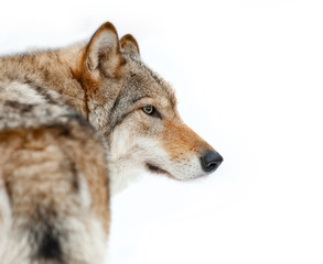 Wolf portrait closeup isolated