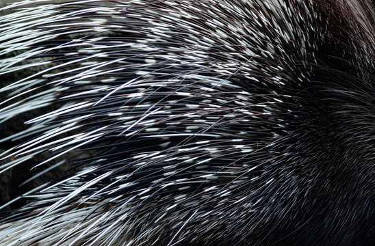  Quills of the porcupine closeup texture