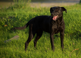 Friendly black dog on the grass
