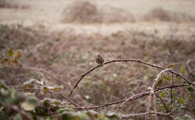 bird on a dried up black berry vine 