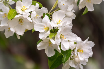 Obraz premium White blossoming apple trees.