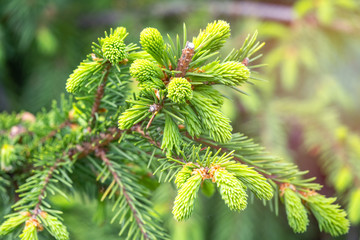 Fototapeta premium Fir branches with fresh shoots in spring.
