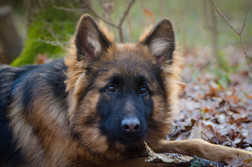 Young fluffy German shepherd dog puppy six months old Lying in a forest ground.