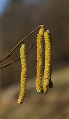 Corylus avellana Kätchen drei