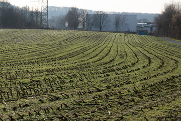 Wanderung entlang des Flusses Else von Bünde nach Kirchlengern. Ein abgeerntetes Maisfeld im Frühling.