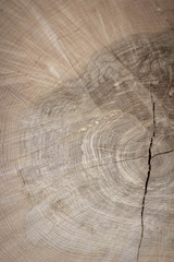 Schnittseite eines Holzstammes mit einem Riss und schöner Zeichnung
