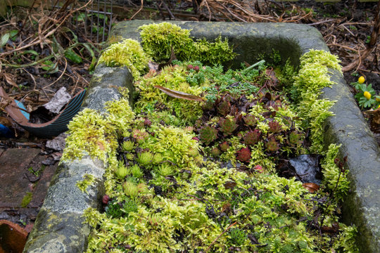 Ein alter Schweinetrog aus Stein gehauen ist jetzt eine Pflanzschale. Bepflanzt mit Dachwurz, Sempervivum und &uuml;berdeckt mit Moos.