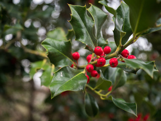 Die roten reifen Beeren der Stechpalme  (Ilex aquifolium) hängen an einen kleinen Zweig.