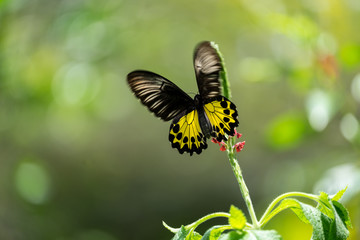 Malay birdwing (Troides amphrysus). Gesehen im  Kinabalu Park, Sabah, Borneo