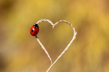 ladybug close-up with nature background, ladybug holding green leaf with legs.