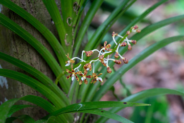 Dipodium sp., eine Orchideenart. Fotografiert im Kinabalu Park, Sabah, Borneo