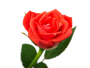  single red rose, isolated on white background
