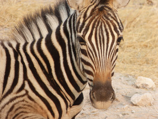 Fototapeta na wymiar Closeup of a zebra lies next to street near Okaukuejo in Etosha Nationpark
