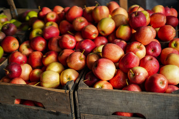 Red apples at the farmer's market