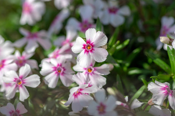 Fototapeta premium Creeping moss phlox subulata flowering small plant, beautiful flowers carpet of mountain phlox flowers in bloom, ground covering
