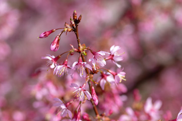 Prunus okame flowering early spring ornamental tree, beautiful small pink flowers in bloom