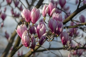 Magnolia soulangeana also called saucer magnolia flowering springtime tree with beautiful pink white flower on branches in bloom © Iva
