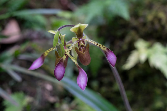 Paphiopedilum lowii, eine Orchideenart, geh&ouml;rt zu den Frauenschuhen. Gesehen im Kinabalu Park, Sabah, Borneo
