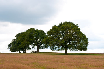 Fototapeta na wymiar Two oak trees, Surrey, England, UK