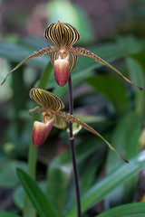 Die Gold von Kinabalu Orchidee oder Rothschilds Frauenschuh (Paphiopedilum rothschildianum)....