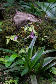 Paphiopedilum lowii, eine Orchideenart, gehört zu den Frauenschuhen. Gesehen im Kinabalu Park, Sabah, Borneo
