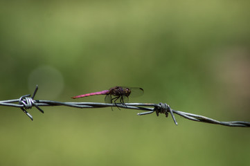 Libélula roja, fotos de insectos, fondos naturales.