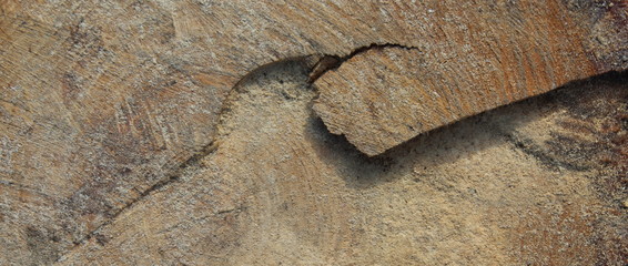 Tronco di legno sezionato - età