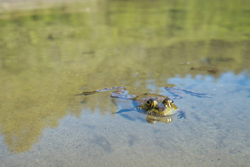 View of Sproat Lake provincial park during the summer season, frog in the lake, Vancouver Island, BC, Canada