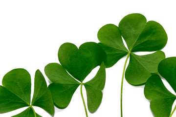 green clover leaves isolated on white background. St.Patrick 's Day