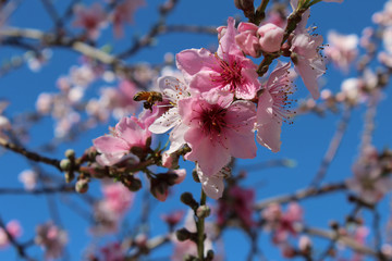 Spring time