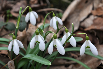 Fototapeta premium In the forest in spring snowdrops (Galanthus nivalis) bloom