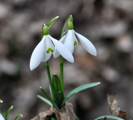 Obraz premium In the forest in spring snowdrops (Galanthus nivalis) bloom
