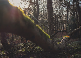 A patch of moss spores in winter in a english woodland scene 