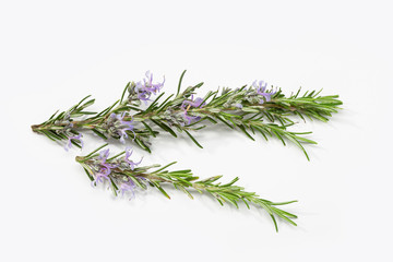 Fresh rosemary branch with blooming flowers isolated on white background