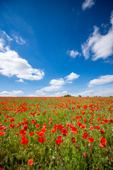 Beautiful summer meadow covered with red poppies