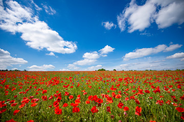 Beautiful summer meadow covered with red poppies
