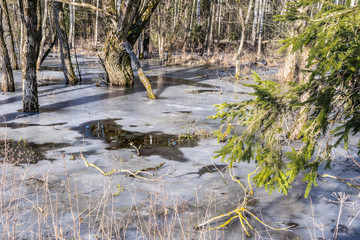 Melting ice in the swamp in the spring. Brown water flooded the square and snow. Coniferous forest