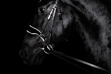 Black purebred friesian horse in black dressage bridle and bit isolated on black background. witj copy space. Animal portrait.