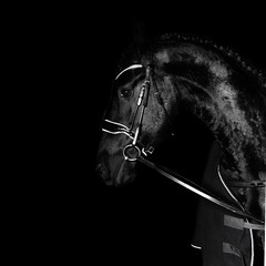 Black purebred friesian horse in black dressage bridle and bit isolated on black background. witj copy space. Animal portrait.