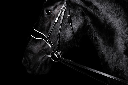 Black Purebred Friesian Horse In Black Dressage Bridle And Bit Isolated On Black Background. Witj Copy Space. Animal Portrait.