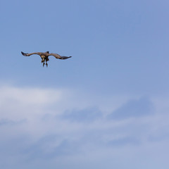 Griffon Vulture flying over the Cantabrian Sea, Liendo, Liendo Valley, Cantabrian Sea, Cantabria, Spain, Europe
