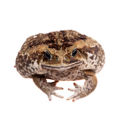 Cane or giant neotropical toad on white