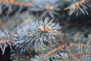 Naklejka na ściany i meble New shoot and young cones on a spruce tree