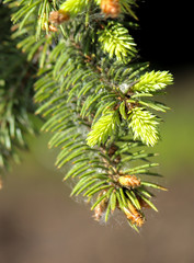 New shoots and young cones on a spruce tree