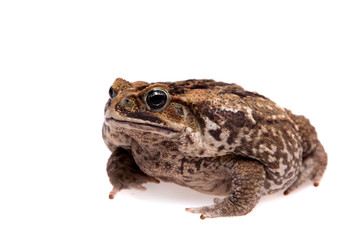 Cane or giant neotropical toad on white