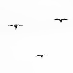 Griffon Vulture flying over the Cantabrian Sea, Liendo, Liendo Valley, Cantabrian Sea, Cantabria, Spain, Europe