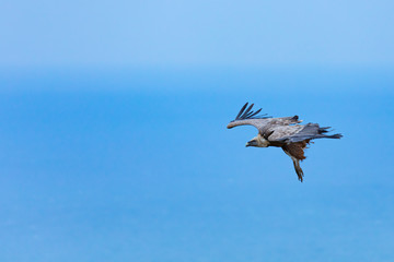 Griffon Vulture flying over the Cantabrian Sea, Liendo, Liendo Valley, Cantabrian Sea, Cantabria, Spain, Europe
