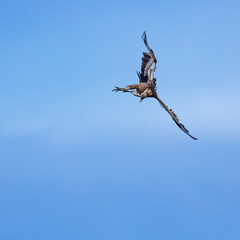 Fototapeta na wymiar Griffon Vulture flying over the Cantabrian Sea, Liendo, Liendo Valley, Cantabrian Sea, Cantabria, Spain, Europe