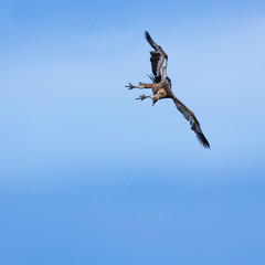 Griffon Vulture flying over the Cantabrian Sea, Liendo, Liendo Valley, Cantabrian Sea, Cantabria, Spain, Europe