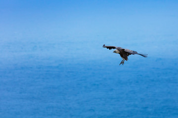 Fototapeta na wymiar Griffon Vulture flying over the Cantabrian Sea, Liendo, Liendo Valley, Cantabrian Sea, Cantabria, Spain, Europe
